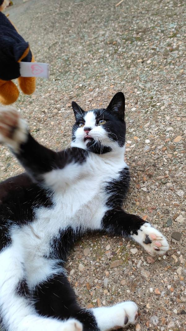 ODINO - gattino di 7 mesi Foto 4